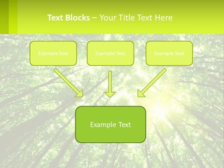 A Green Forest With The Sun Shining Through The Trees PowerPoint Template