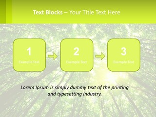A Green Forest With The Sun Shining Through The Trees PowerPoint Template