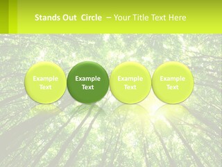 A Green Forest With The Sun Shining Through The Trees PowerPoint Template