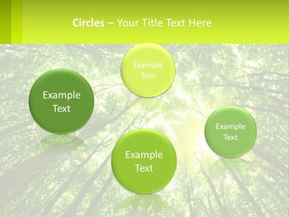 A Green Forest With The Sun Shining Through The Trees PowerPoint Template