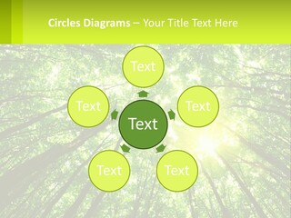 A Green Forest With The Sun Shining Through The Trees PowerPoint Template