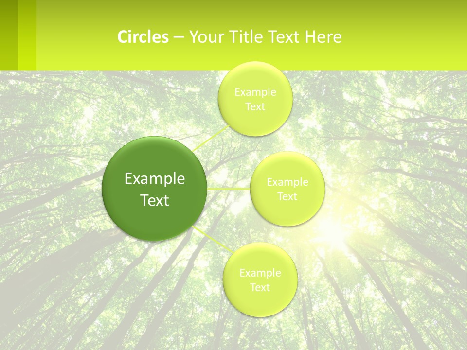 A Green Forest With The Sun Shining Through The Trees PowerPoint Template