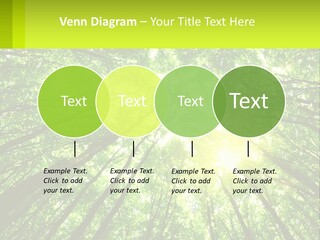 A Green Forest With The Sun Shining Through The Trees PowerPoint Template