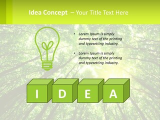A Green Forest With The Sun Shining Through The Trees PowerPoint Template