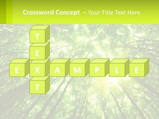 A Green Forest With The Sun Shining Through The Trees PowerPoint Template