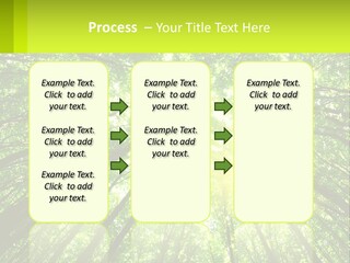 A Green Forest With The Sun Shining Through The Trees PowerPoint Template