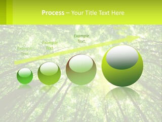 A Green Forest With The Sun Shining Through The Trees PowerPoint Template