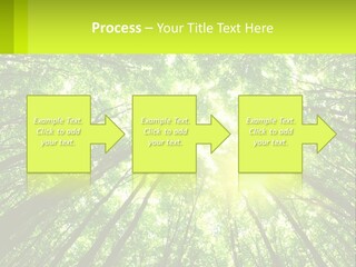 A Green Forest With The Sun Shining Through The Trees PowerPoint Template
