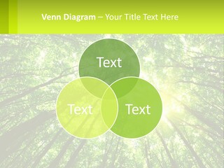 A Green Forest With The Sun Shining Through The Trees PowerPoint Template