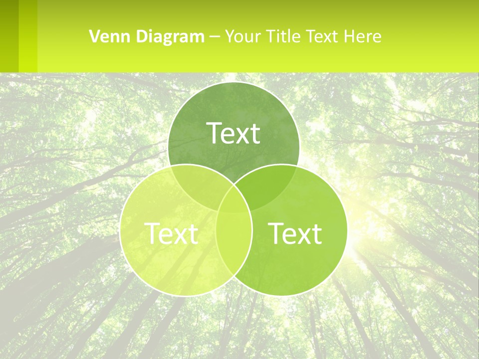 A Green Forest With The Sun Shining Through The Trees PowerPoint Template