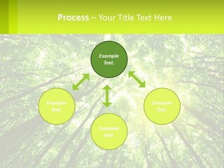 A Green Forest With The Sun Shining Through The Trees PowerPoint Template