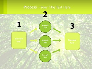 A Green Forest With The Sun Shining Through The Trees PowerPoint Template