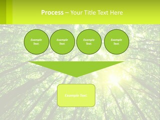 A Green Forest With The Sun Shining Through The Trees PowerPoint Template