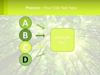 A Green Forest With The Sun Shining Through The Trees PowerPoint Template