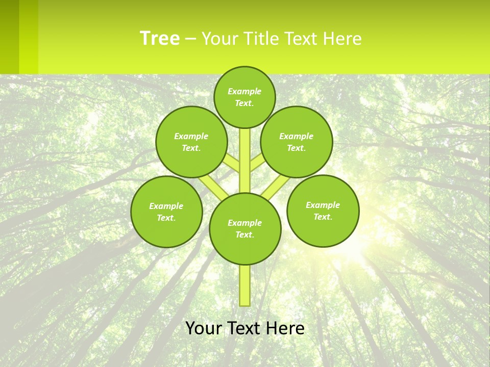 A Green Forest With The Sun Shining Through The Trees PowerPoint Template