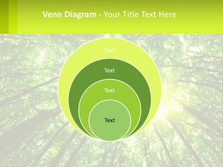 A Green Forest With The Sun Shining Through The Trees PowerPoint Template