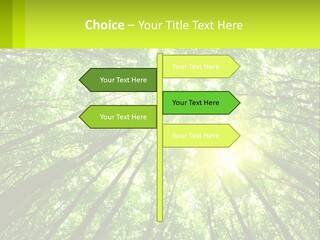 A Green Forest With The Sun Shining Through The Trees PowerPoint Template