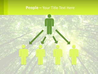 A Green Forest With The Sun Shining Through The Trees PowerPoint Template