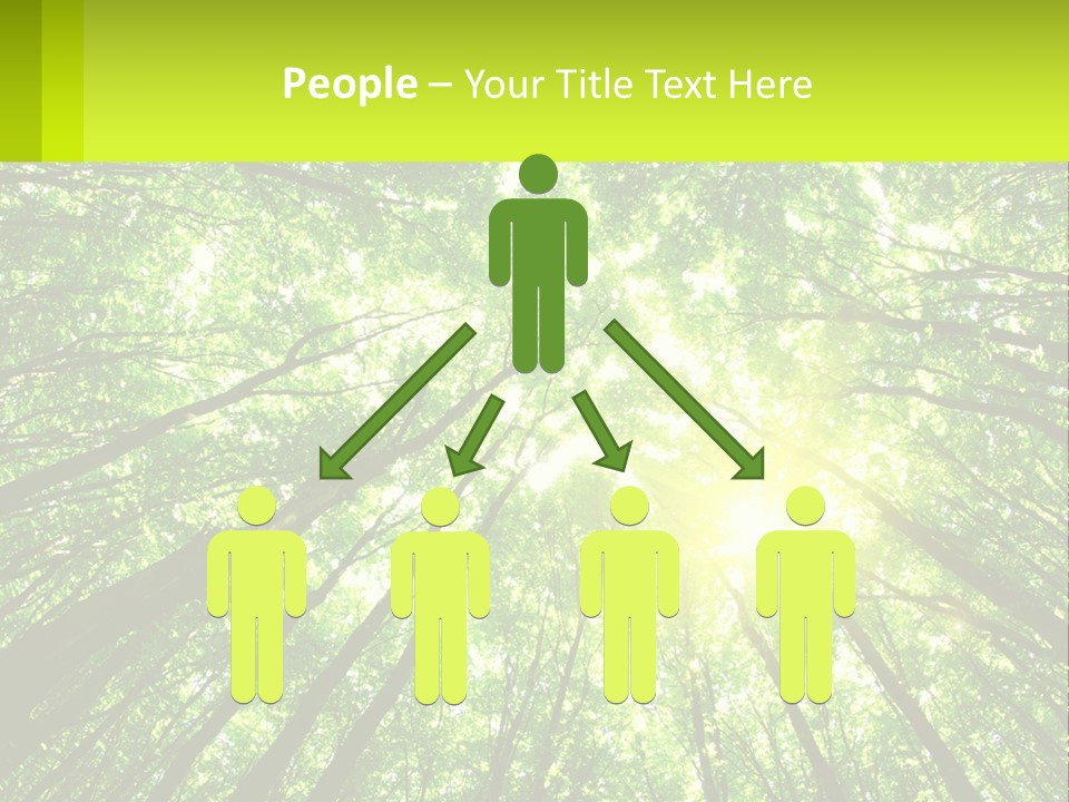 A Green Forest With The Sun Shining Through The Trees PowerPoint Template