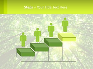 A Green Forest With The Sun Shining Through The Trees PowerPoint Template