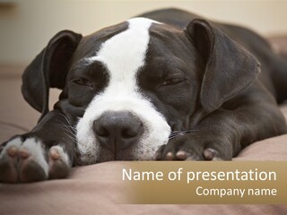 A Black And White Dog Laying On Top Of A Bed PowerPoint Template