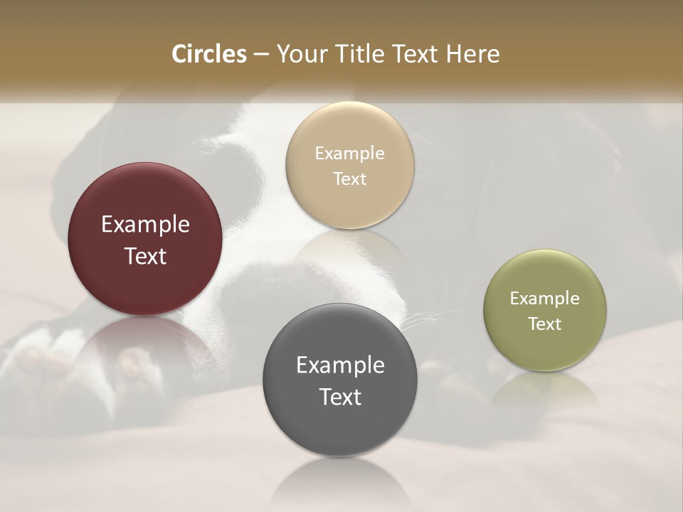 A Black And White Dog Laying On Top Of A Bed PowerPoint Template