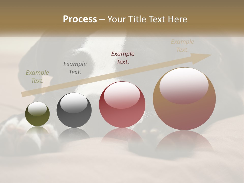 A Black And White Dog Laying On Top Of A Bed PowerPoint Template