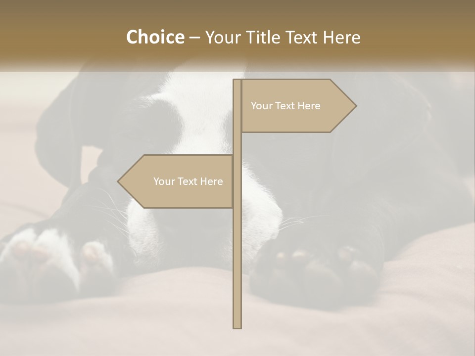 A Black And White Dog Laying On Top Of A Bed PowerPoint Template