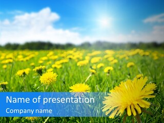 A Field Full Of Yellow Dandelions Under A Blue Sky PowerPoint Template