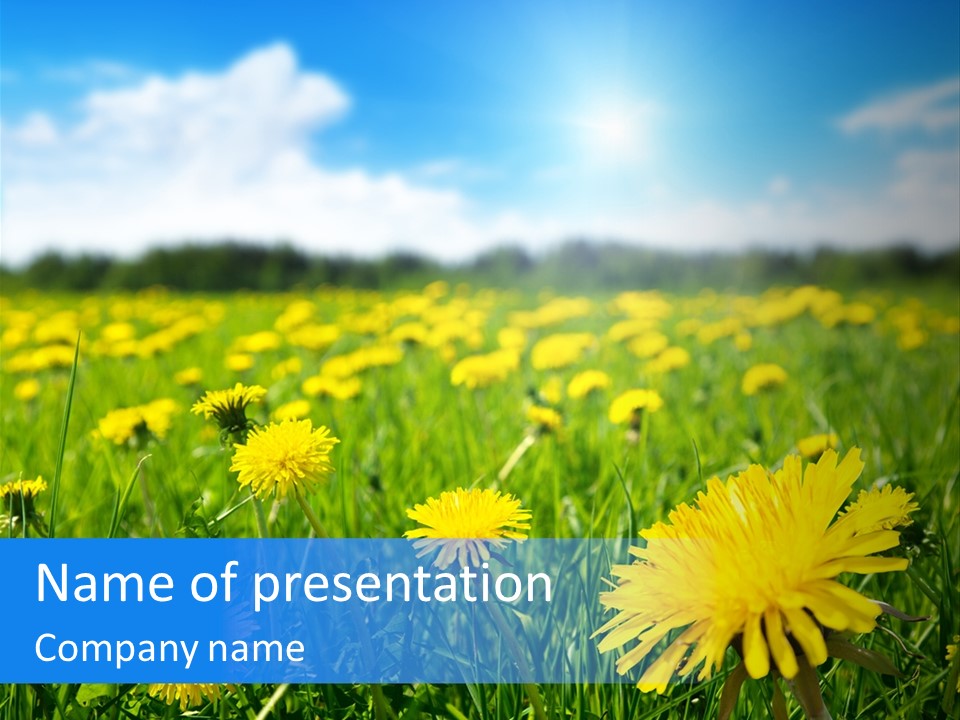 A Field Full Of Yellow Dandelions Under A Blue Sky PowerPoint Template