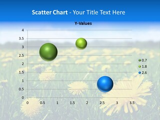 A Field Full Of Yellow Dandelions Under A Blue Sky PowerPoint Template