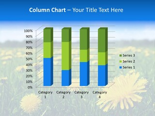 A Field Full Of Yellow Dandelions Under A Blue Sky PowerPoint Template