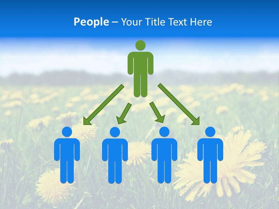 A Field Full Of Yellow Dandelions Under A Blue Sky PowerPoint Template