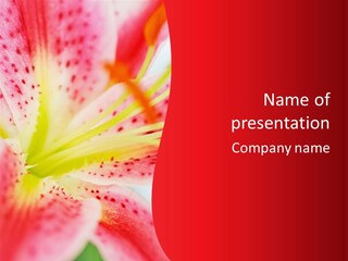 A Pink Flower With Yellow Center On A Red Background PowerPoint Template