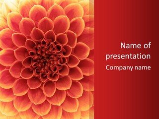 A Red And Yellow Flower Powerpoint Presentation PowerPoint Template