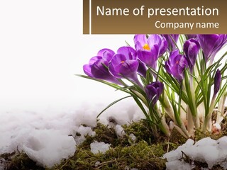 A Group Of Purple Flowers Sitting On Top Of Snow Covered Ground PowerPoint Template