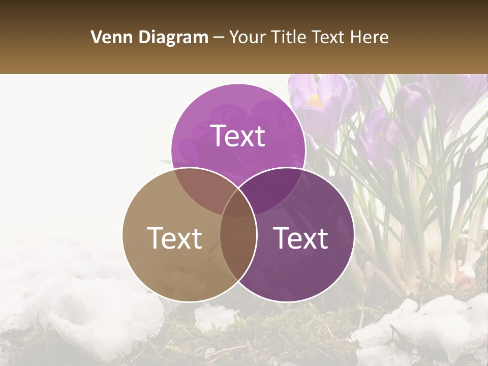A Group Of Purple Flowers Sitting On Top Of Snow Covered Ground PowerPoint Template