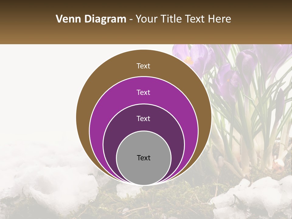 A Group Of Purple Flowers Sitting On Top Of Snow Covered Ground PowerPoint Template