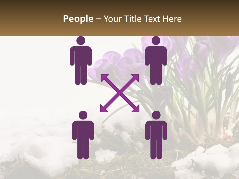 A Group Of Purple Flowers Sitting On Top Of Snow Covered Ground PowerPoint Template