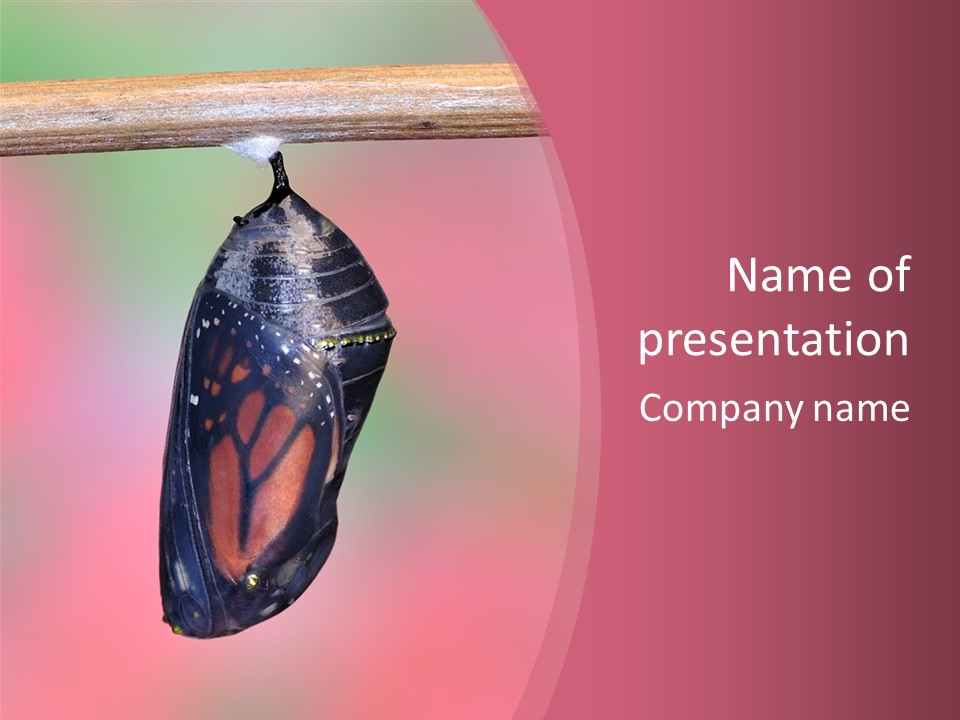 A Monarch Butterfly On A Branch With A Pink Background PowerPoint Template