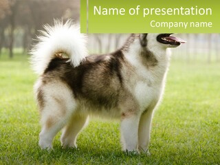 A Brown And White Dog Standing On Top Of A Lush Green Field PowerPoint Template