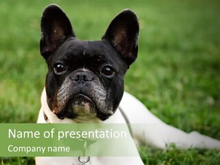 A Black And White Dog Laying In The Grass PowerPoint Template