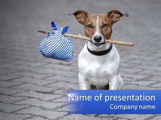 A Brown And White Dog Holding A Stick In Its Mouth PowerPoint Template