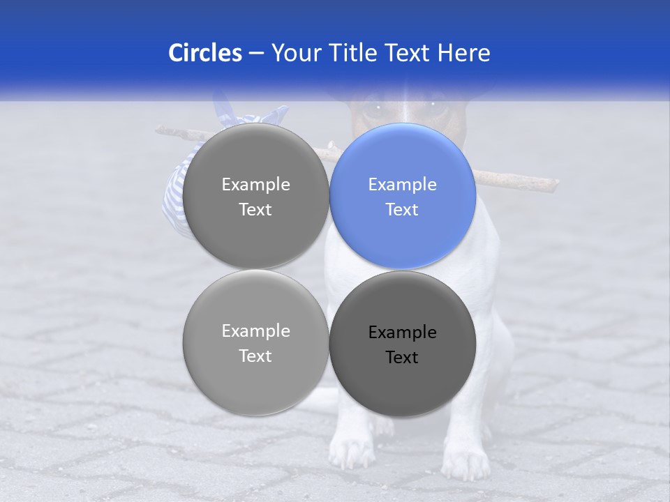A Brown And White Dog Holding A Stick In Its Mouth PowerPoint Template