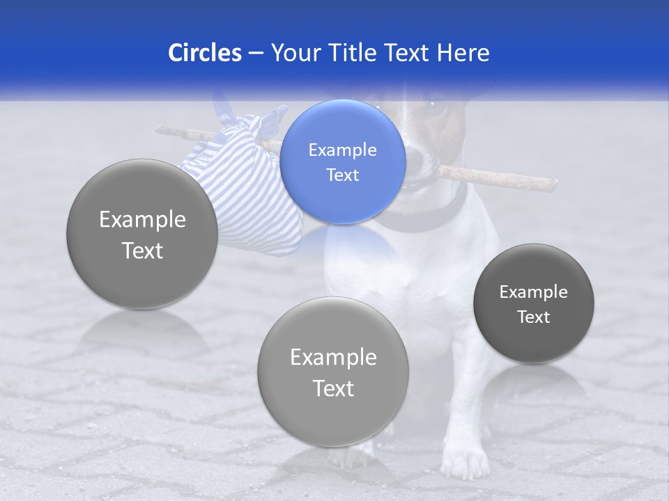 A Brown And White Dog Holding A Stick In Its Mouth PowerPoint Template