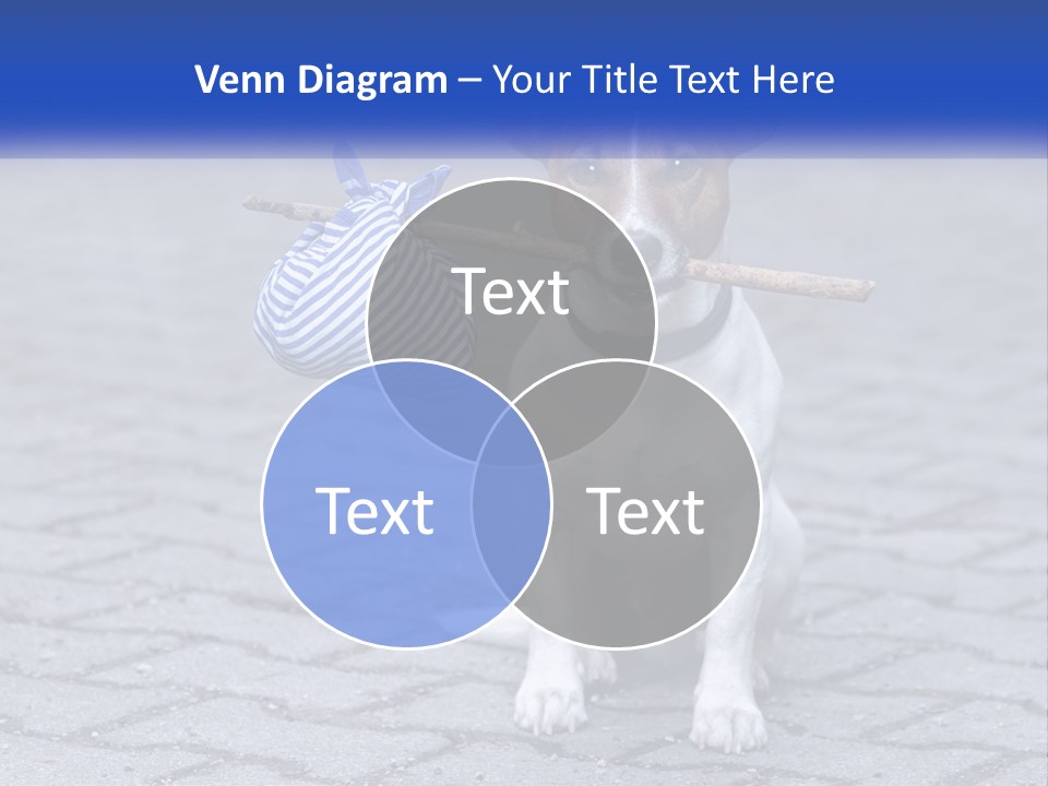 A Brown And White Dog Holding A Stick In Its Mouth PowerPoint Template