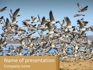 A Flock Of Birds Flying Over A Dry Grass Field PowerPoint Template