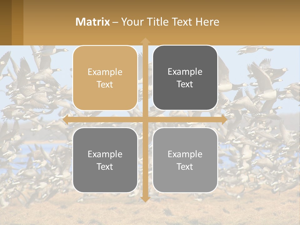 A Flock Of Birds Flying Over A Dry Grass Field PowerPoint Template