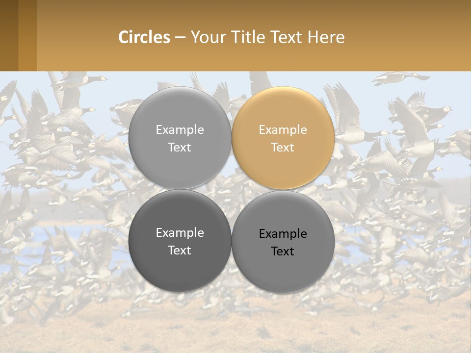 A Flock Of Birds Flying Over A Dry Grass Field PowerPoint Template