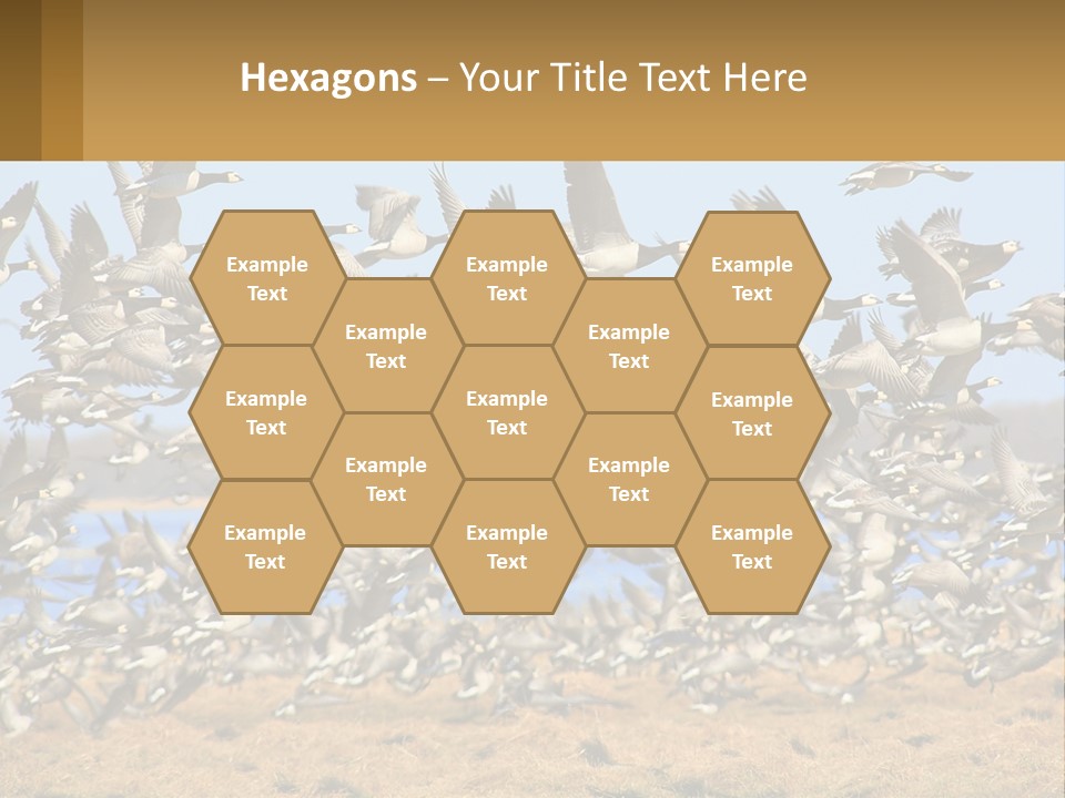 A Flock Of Birds Flying Over A Dry Grass Field PowerPoint Template